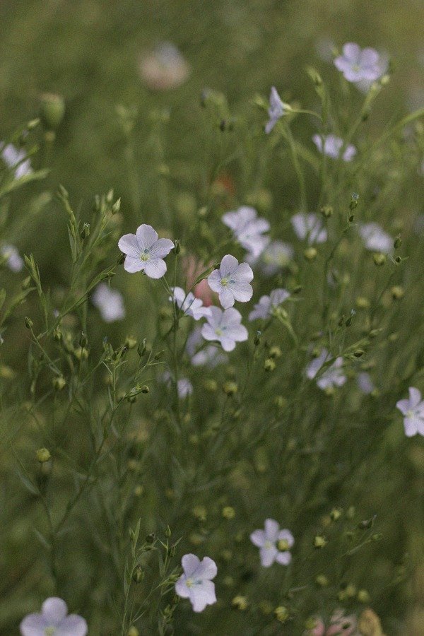 Producto - Linum usitatissimum - Lino Celeste