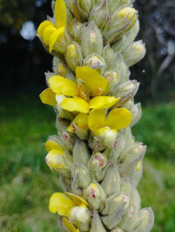 Producto - Verbascum thapsus (Gordolobo)