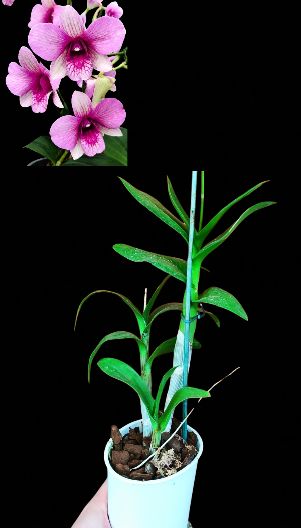 Producto - Denphal 2