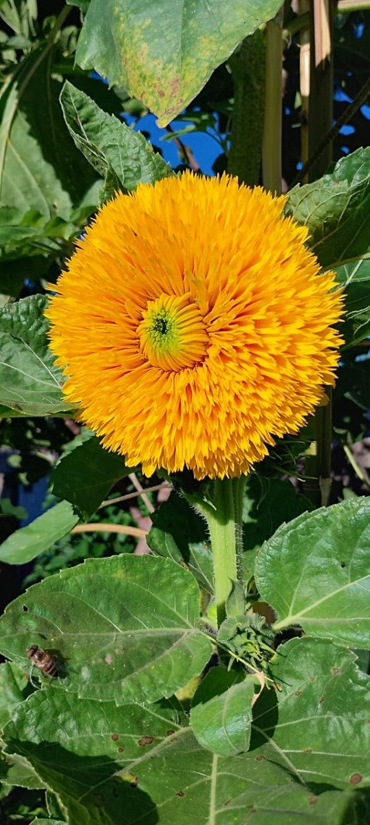 Producto - Semillas de girasol Teddy bear