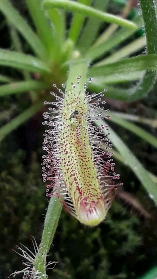 Producto - Drosera - 5