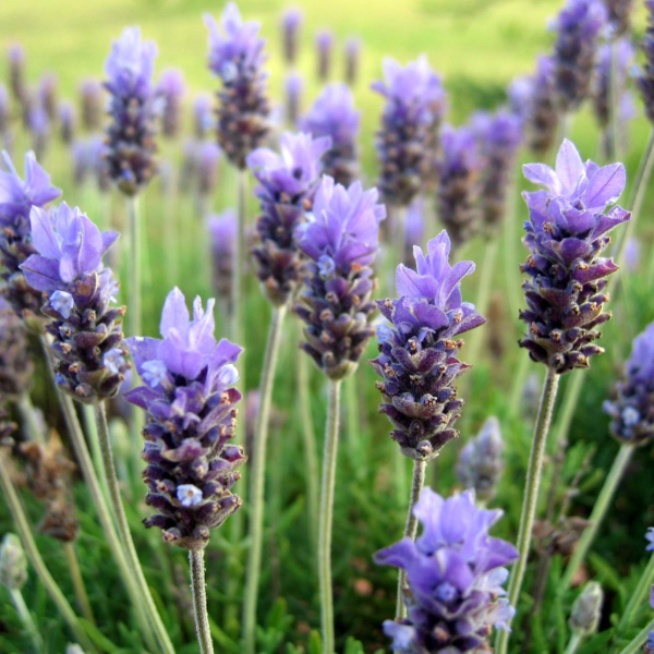 Producto - Lavandula dentata 1,5 L