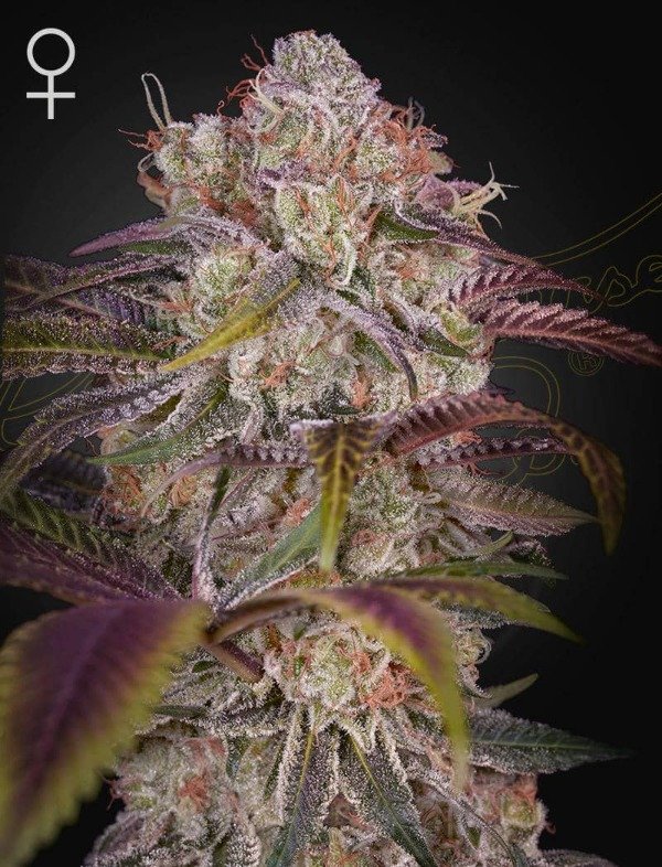 Producto - Gran Jefa x3 - Green House