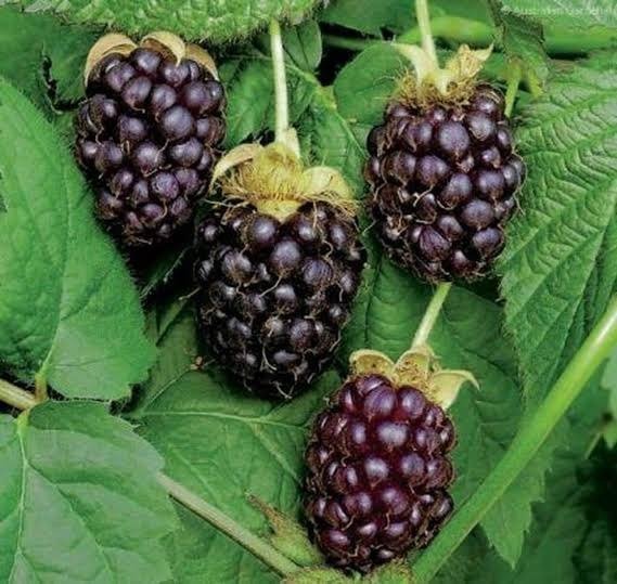 Producto - BOYSENBERRY