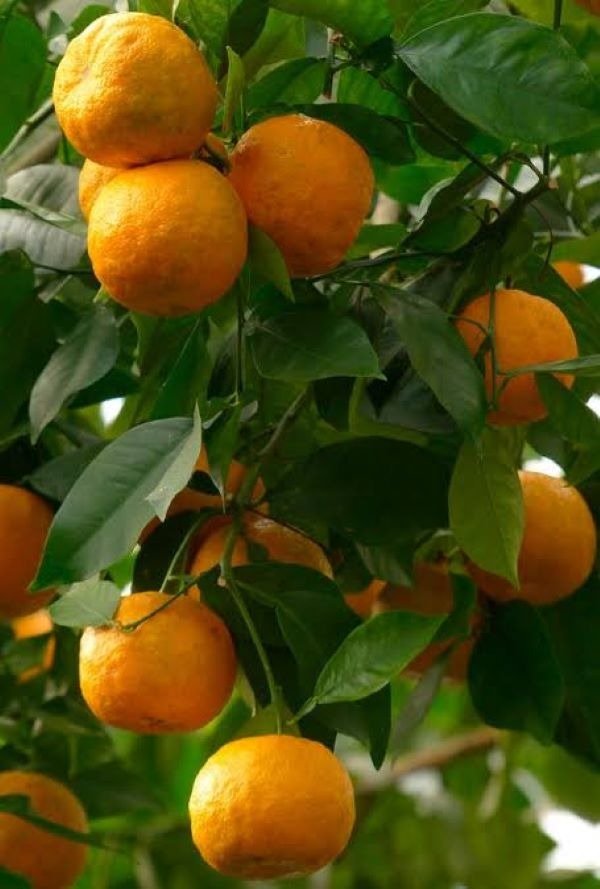 Producto - Planta de Naranja amarga / Naranja agria