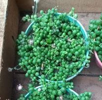 Producto - Rosario Bol Oferta