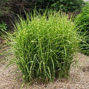 Producto - Miscanthus sinensis 'Zebrinus'