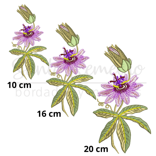 Producto - Pasionaria flor 10, 16 y 20 cm matriz