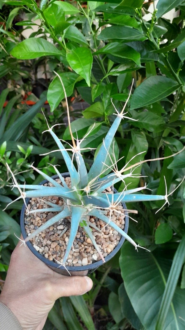 Producto - Leuchtenbergia Principis - 1
