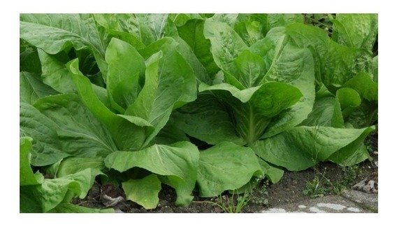 Producto - Achicoria Rubia Hoja Ancha