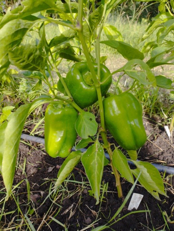 Producto - Pimiento fyuco