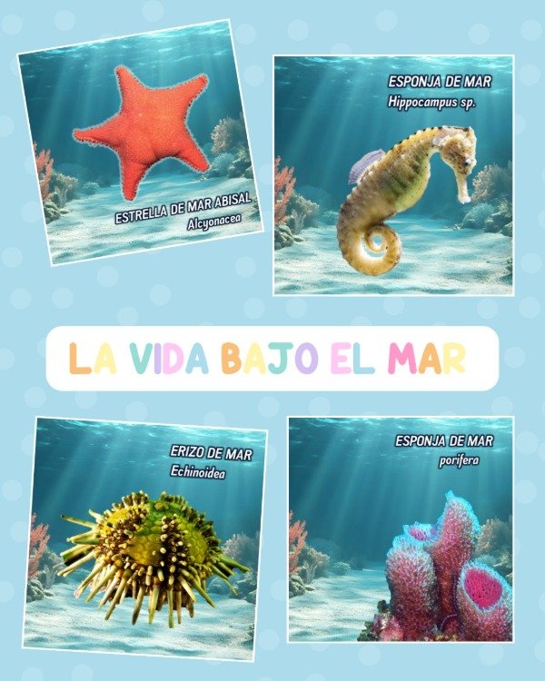 Producto - tarjetas LA VIDA BAJO EL MAR