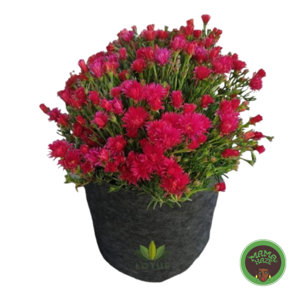 Producto - Maceta GEOTEXTIL - LOTUS 30L