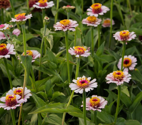 Producto - Zinnia Elegans Zinderella Lilac - 5