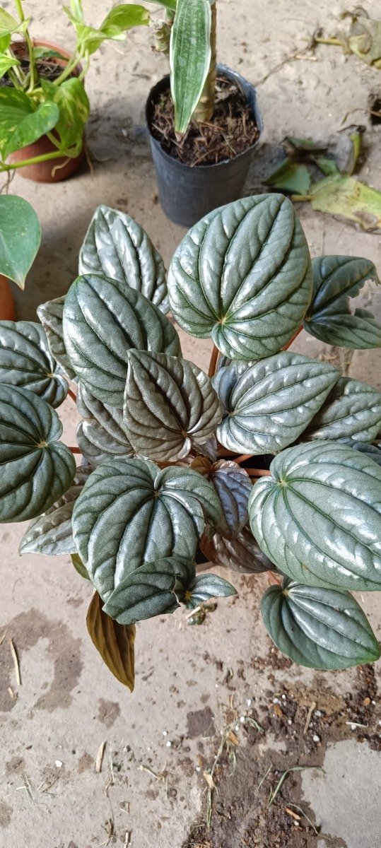 Producto - Peperomia caperata (Rugosa)