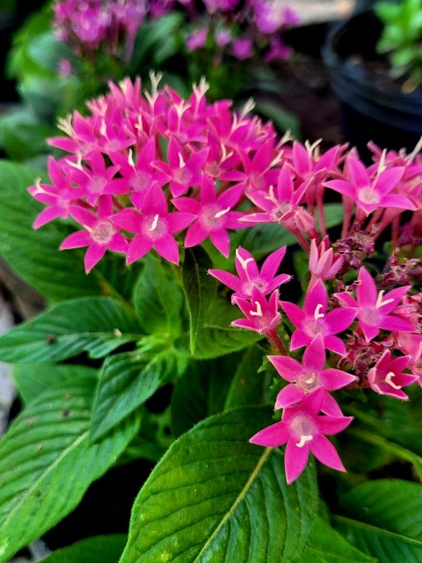 Producto - Penta Lanceolata o Estrella de Egipto