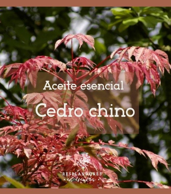 Producto - Aceite esencial Cedro Chino