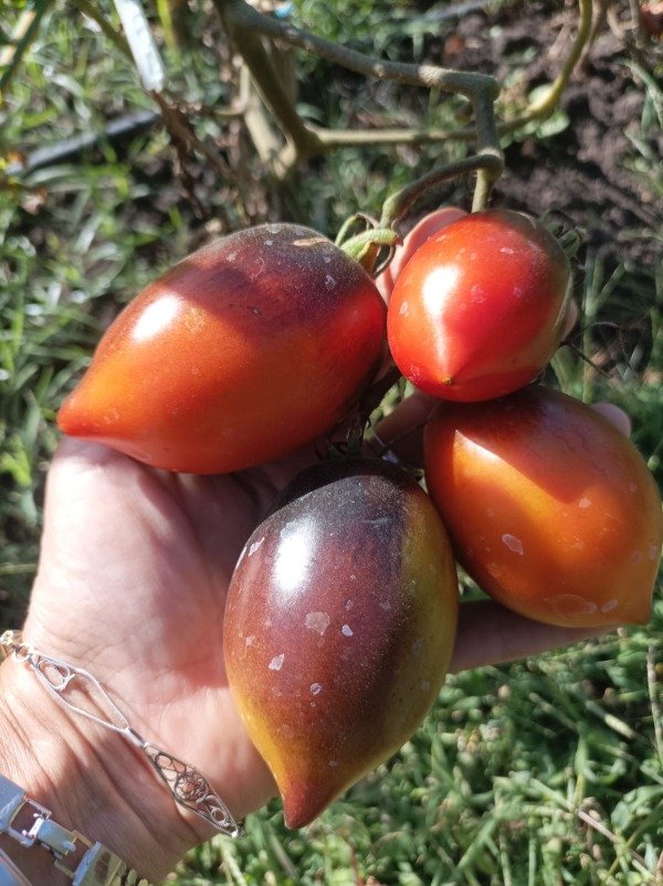 Producto - Tomate Pascal de Picardie