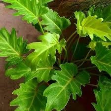 Producto - Philodendro xanadu