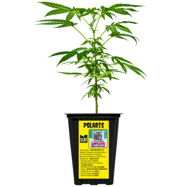 Producto - Esqueje Arkham Polaris