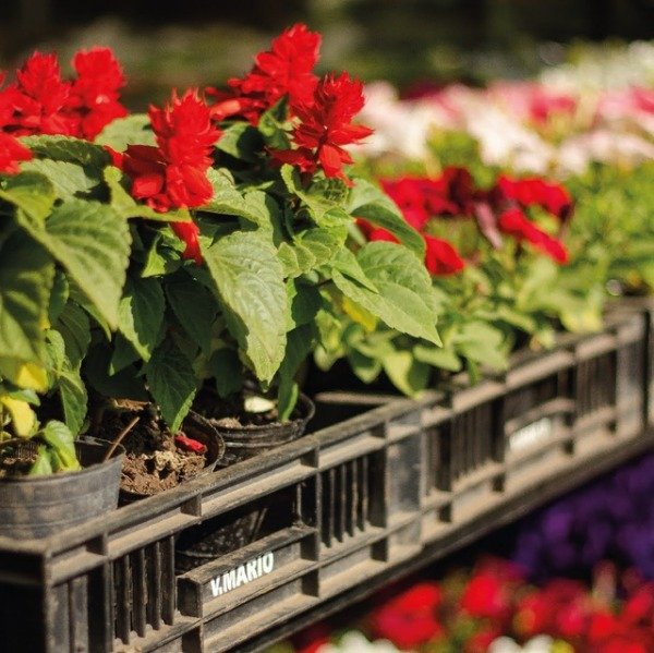 Producto - Plantines de salvia coral