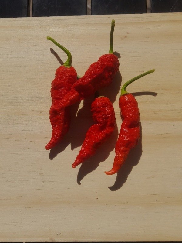 Producto - 10 Semillas de Ají Naga Boom - 2
