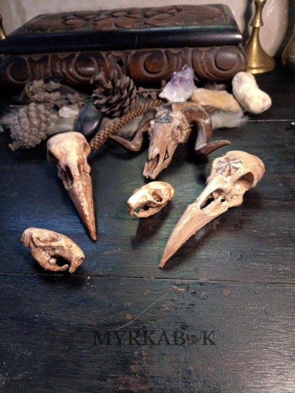 Producto - Cráneos (Vegan Taxidermy)