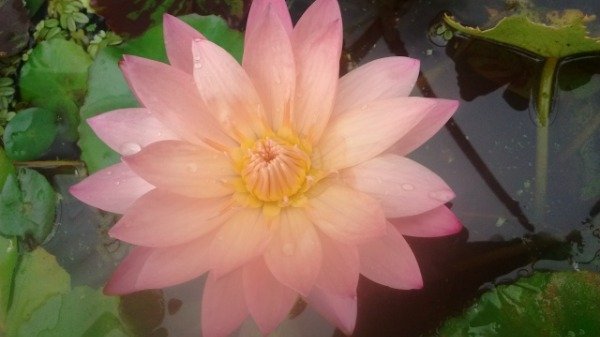 Producto - Nymphaea TROPIC SUNSET (mediana)