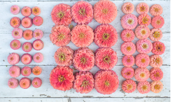Producto - Zinnia elegans Benary's Giant Salmon Rose - 2