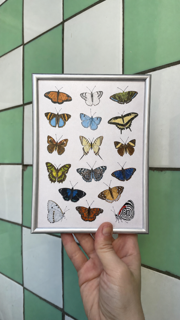 Producto - mariposas argentinas - 0