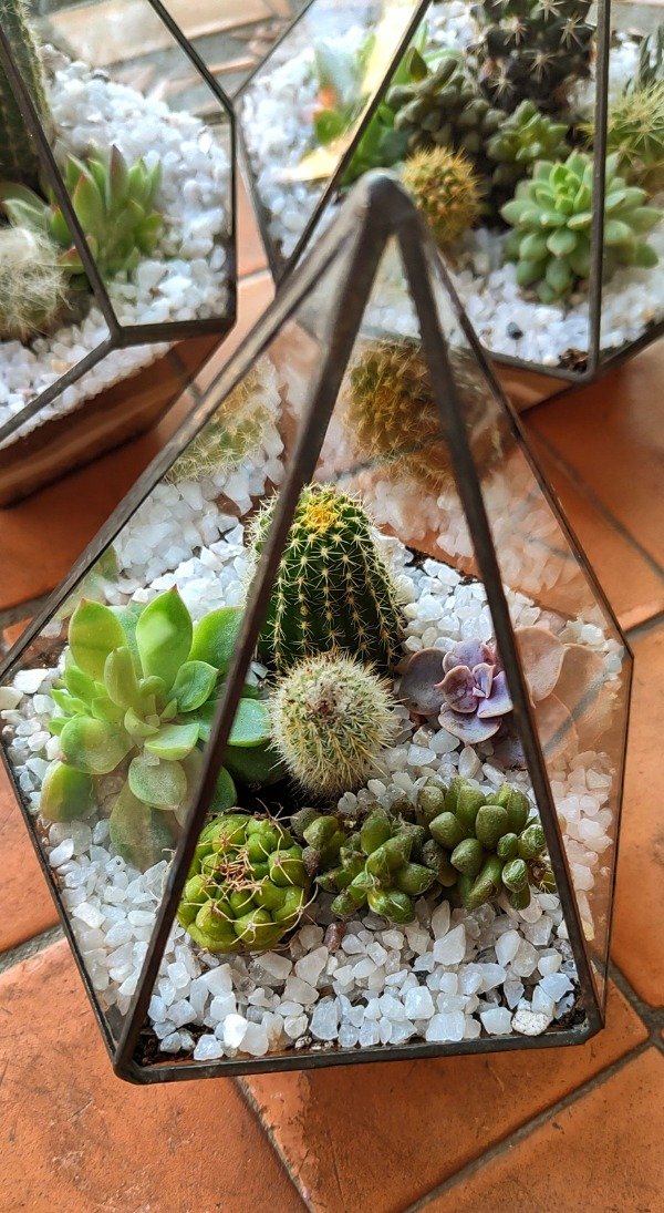 Producto - Terrario Pólux