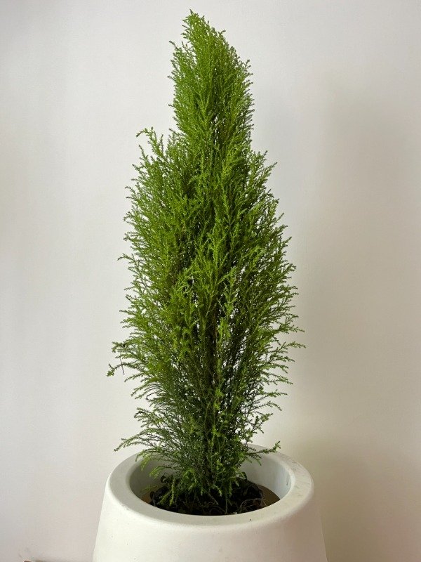 Producto - Pino Limon