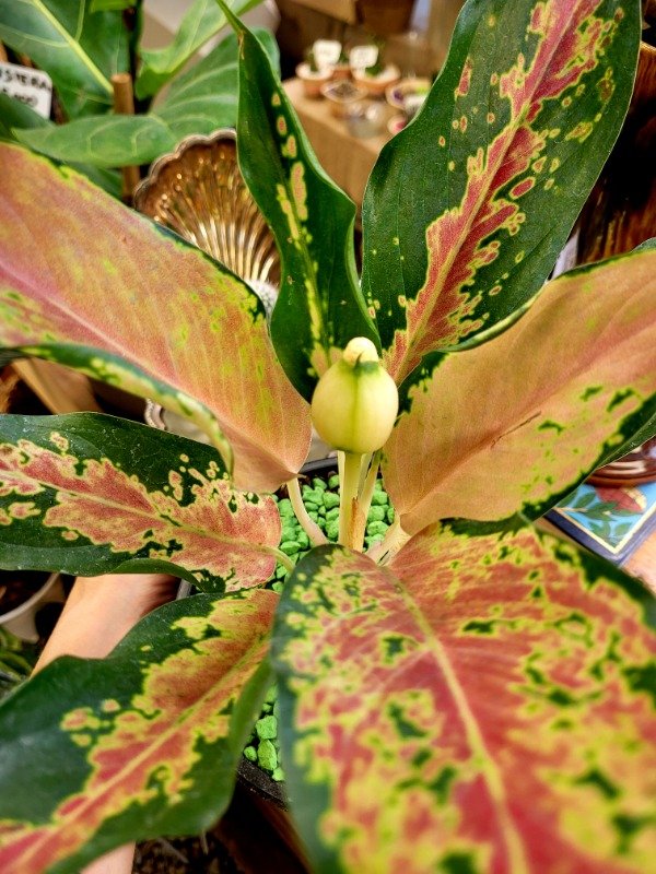 Producto - Aglaonema