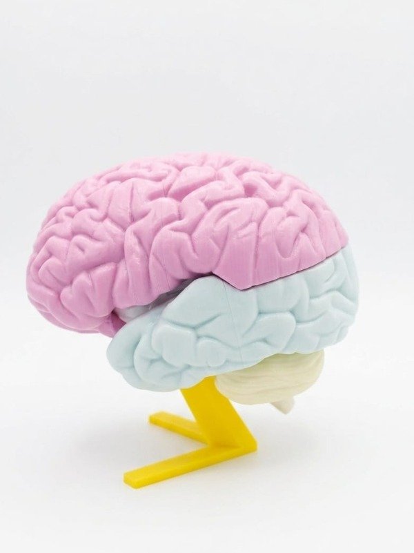 Producto - CEREBRO DIDACTICO IMANTADO - 3