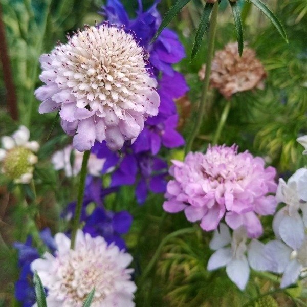 Producto - Escabiosa - Oxford blue - Scabiosa atropurpúrea