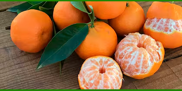 Producto - MANDARINAS AGROECOLÓGICAS Var. Nova