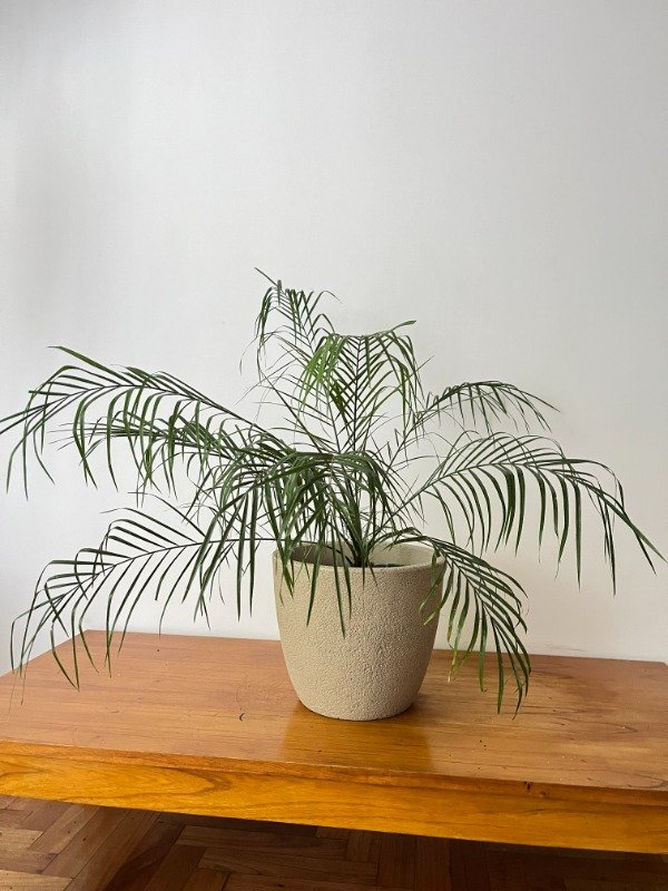 Producto - Palmera Phoenix mediana