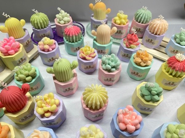 Producto - Cactus y suculentas - 3