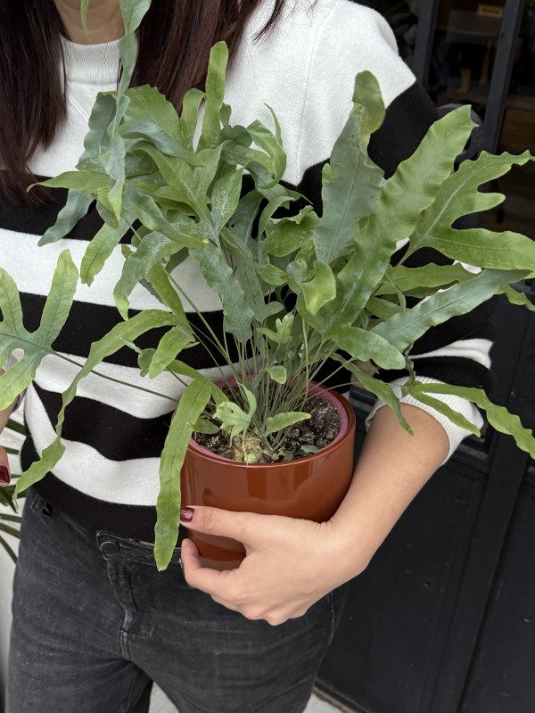 Producto - Helecho Blue Star