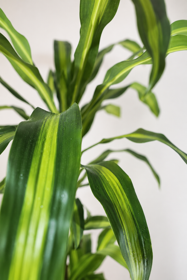 Producto - Palo de Agua XG - 1