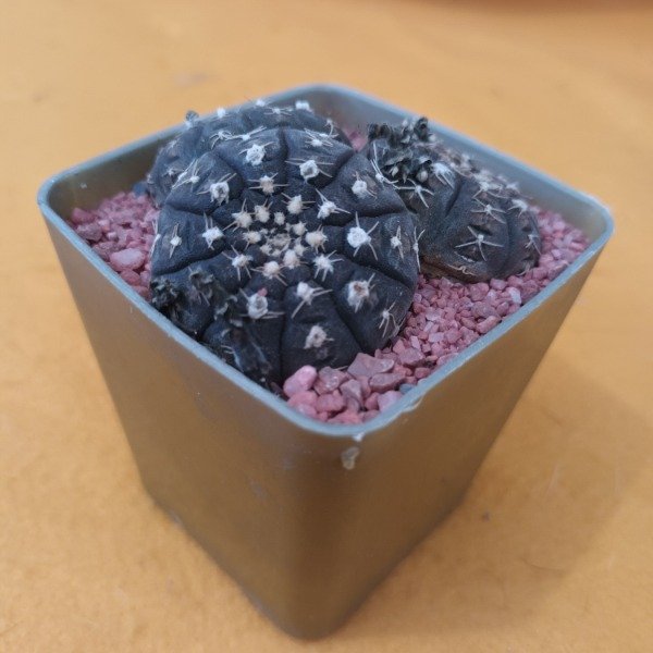 Miniatura de producto - 3