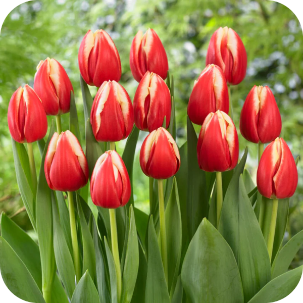 Producto - Leen Van Der Mark - Pack x 10 bulbos