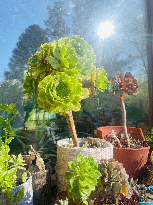 Producto - Suculenta crasula aeonio