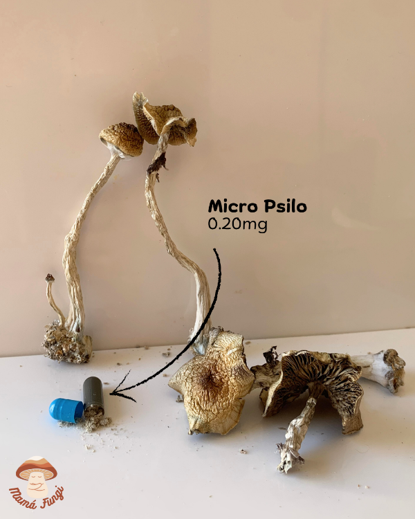 Producto - Micro psilo (30 cápsulas)
