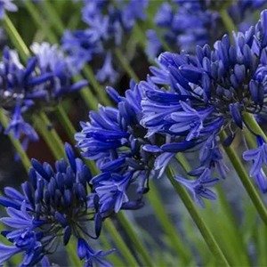 Producto - Agaphantus enano azul
