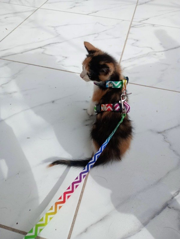 Producto - 10 arnes mas correa gatito x 10