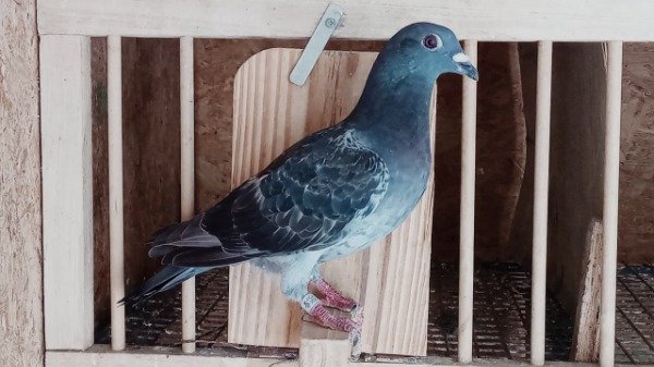 Producto - 1931210 /25 Hembra Tapada  Schemeker