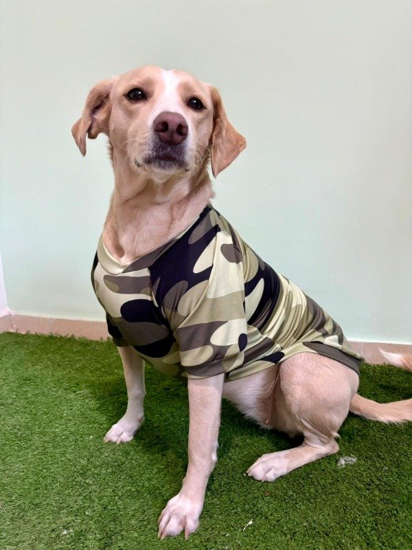 Producto - Camiseta Térmica para Perros Grandes