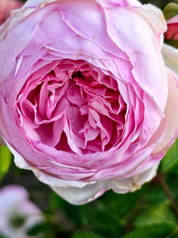 Producto - Olivia Rose