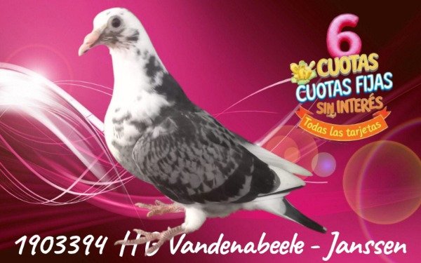 Producto - 1903394 H Gaby Vandenabeele - Janssen